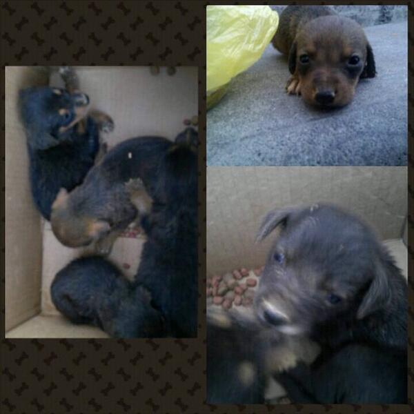 andreac03501842's tweet photo. 4 perritos en Los Teques buscan hogar. 04143024324 http://t.co/8NtRDkYzWd
