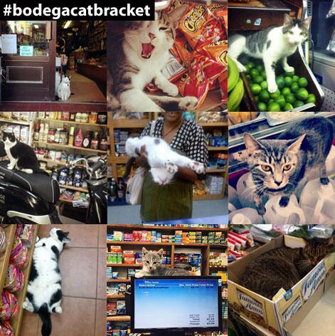 BrianLehrer's tweet photo. As just mentioned on air, here's WNYC's #bodegacatbracket. http://t.co/ncTIO6xKXg Keep em coming! http://t.co/sU0SFnWcj0