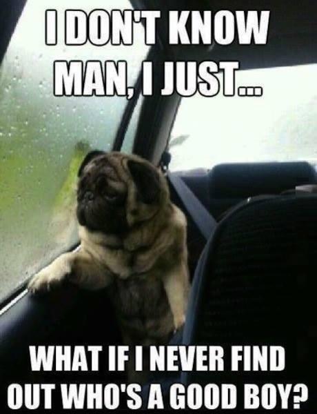 Marco2Ochoa's tweet image. #deepdogthoughts