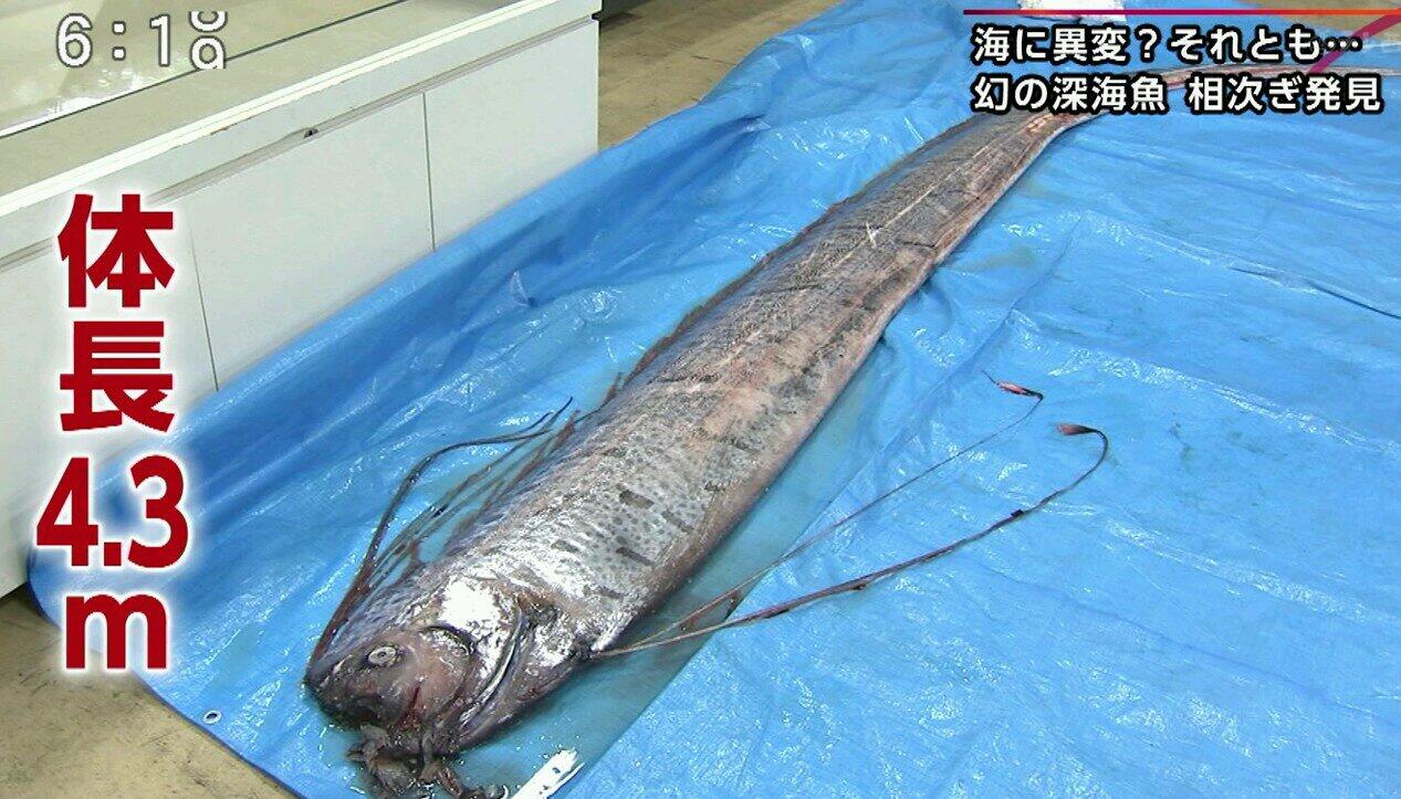 四位ちゃん 北九州で 深海魚 リュウグウノツカイ 今週二匹目 地震との関係ないよね Http T Co T786etdhmb 四位ちゃん 北九州で 深海魚 リュウグウノツカイ 今週二匹目 地震との関係ないよね Http T Co T786etdhmb
