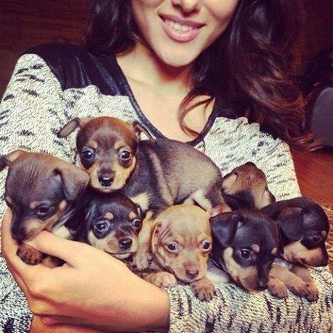 InkInPics's tweet image. Puppies.