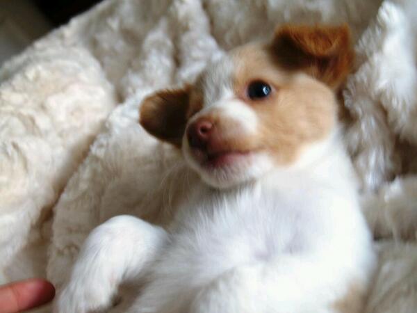 protemalaga's tweet photo. Dolce,un perrito encantador de unas tres semanas. acogidasprotectoramalaga@gmail.com http://t.co/tZvW6cCqgU