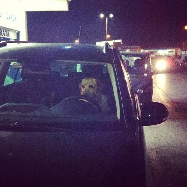 Cane al volante, pericolo costante (letteralmente) #animali #guidapericolosa @ComeOnPressPlay