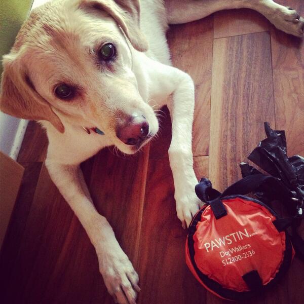 Thank you <a href="/pawstinTX/">PAWSTIN</a> for the free swag on the trail today -- made our birthday run even better!! #HappyBdayKaliMay ❤