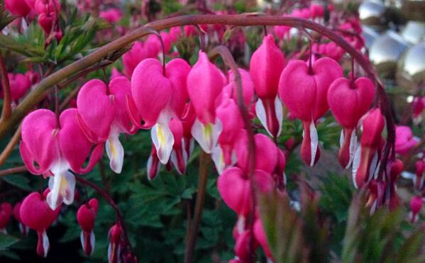 avid_gardener's tweet photo. Simply stunning and so unusual...a real favourite! #dicentra #gardening #gardeninghour http://t.co/yxhB0Put27