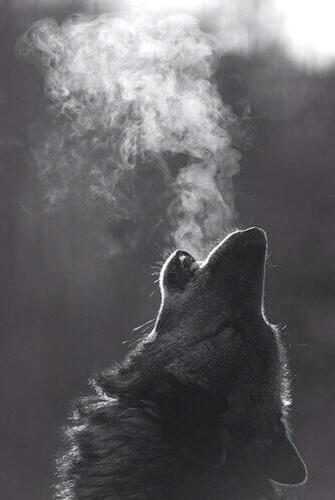 ffvck__'s tweet photo. Desde la boca del lobo se ve mejor la luna http://t.co/9GkwXMt1Jx