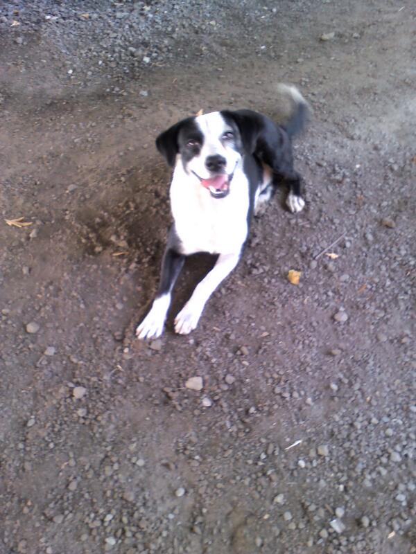 maryfercar's tweet photo. @pshccs #MARACAY perrito macho joven. No le gustan los gatos. Busca hogar con compromiso a castración. http://t.co/cKvu7Vn3Ta