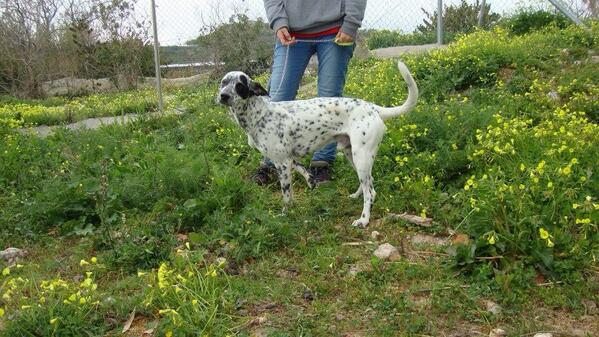 sosperrosmotril's tweet photo. #SOSPerreraMotril
ARES
Macho, 1 año, mestizo bodeguero-dálmata.
sosperreramotril@gmail.com http://t.co/97n7Ay6V9U