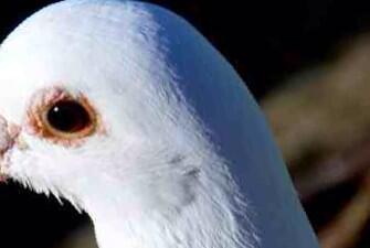 PigeonJon's tweet photo. No Make Up Selfie. http://t.co/SxuQiAZfOU