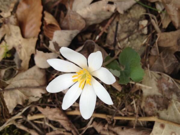 Hike w/ us 3/29: a search 4 early emergent spring flowers buff.ly/1eOb2NN #signsofspring #comeoutsideandplay