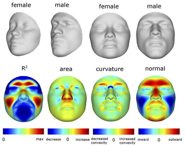 Forbes's tweet image. Scientists figure out a way to reconstruct a person&apos;s face from their DNA onforb.es/1gMfS22