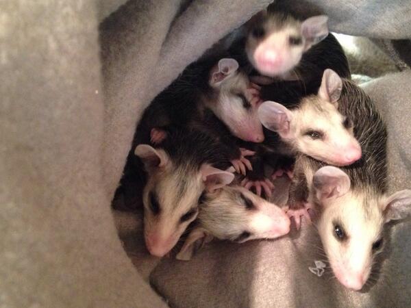 wildresq's tweet photo. Six new cuddly #babies! http://t.co/0RRuB36qFP