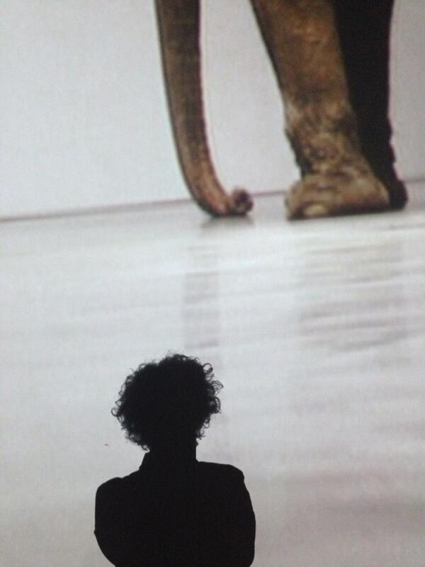 favioposca's tweet image. Por suerrteee la naturaleza no me dio esta trompa... Sino seria un presupuesto para mi. Angel