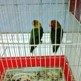 @GaleriUKMBdg Jual love bird sepasang siap ternakin bdg only cod an line 08112233251/75C63149