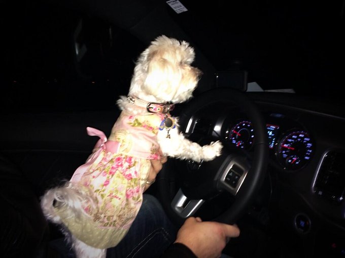 Pixie is starting to take her driving lessons @colbyjansenXXX will have a designated driver soon!! Lol<a href="/tag/mytwitteranniversary"class="tags"><span>#mytwitteranniversary</span></a>