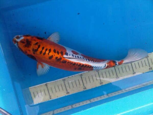 PathoRobens's tweet image. 