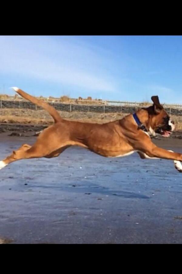 BoxerBond's tweet photo. Leaping to the #weekend Thx for sharing! #BoxerLove RT @msmcginlay @BoxerFanPage Luca full flight http://t.co/aG4dH7nv3F