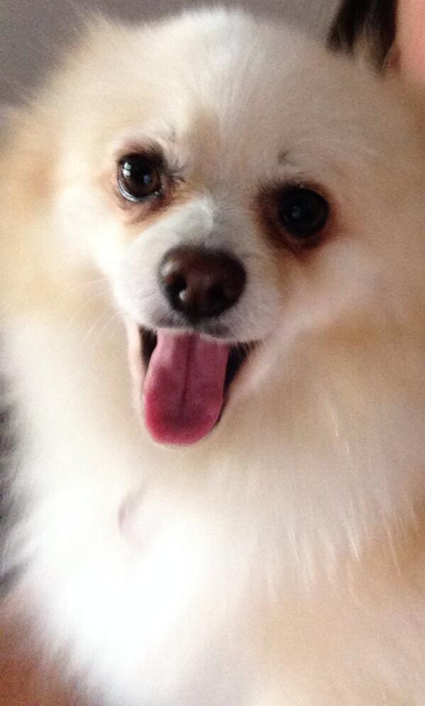 HusonTyler's tweet image. My dogs hot