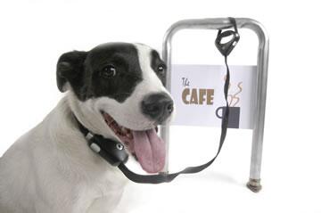BDBCo's tweet photo. For a chance to win a great locking lead please RT and follow us! As part of #PetTheftAwarenessWeek @GiantDogBeds http://t.co/dS19ZJ76Zu