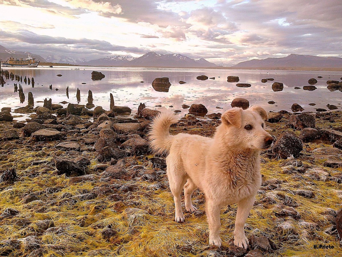 chileestuyo's tweet image. Si un perrito puede recorrer Puerto Natales, tú también puedes. Anímate y descubre #Chile!! (foto: Hernán Prieto)