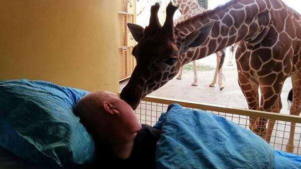 KrisKling's tweet photo. Oh my. RT @ATLGreg1: @Brosner85: Giraffe 'kisses' dying zoo employee goodbye: http://t.co/45q6KJr8jw  http://t.co/3UfnC6zq57