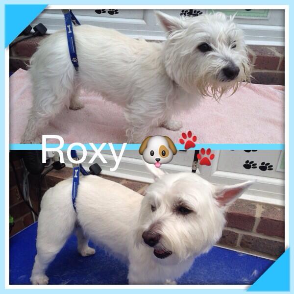 Woofy_tails's tweet photo. Roxy the Westie 🐶🐾 http://t.co/DhOhgnDl2q