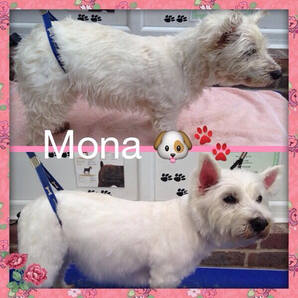 Woofy_tails's tweet photo. Mona the Westie 🐶🐾 http://t.co/P6a8JxU4Sd