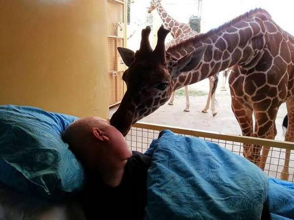 Independent's tweet photo. Giraffe kisses dying zoo worker final goodbye (*warning: this may make you a little weepy) http://t.co/IesQ3cxcJ3 http://t.co/4qYj1LGNYA
