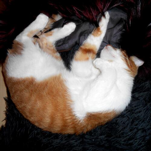 IPeachCat's tweet image. In this photo I think that I looks like Adam on the Creation of Adam