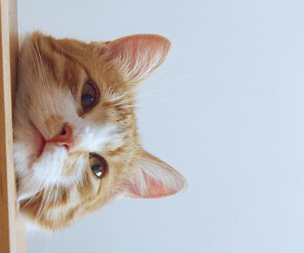 IPeachCat's tweet image. suspecting