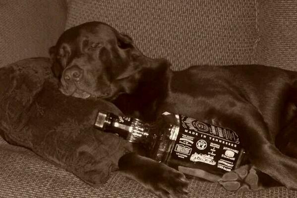 browndog2001's tweet photo. Ruff night.... http://t.co/pPCp2QIUIo