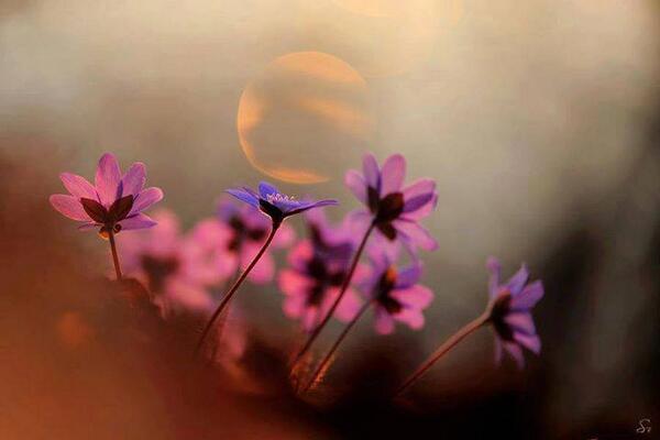 Gabriele_Corno's tweet photo. Spring Time #flowers #sunset http://t.co/sTxz8lygTA