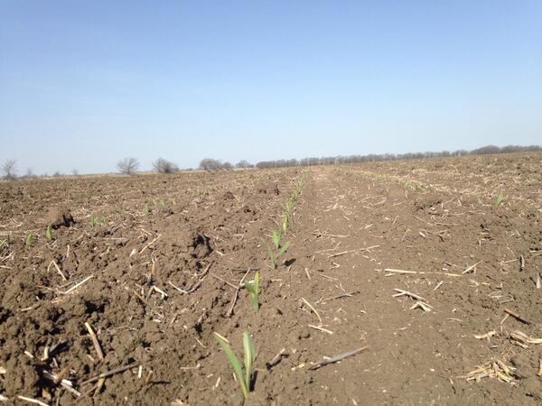 JWebsterAg's tweet photo. Corn is up at Becks PFR multihybrid research project in Texas! #plant14 http://t.co/xJH0mqY2nN