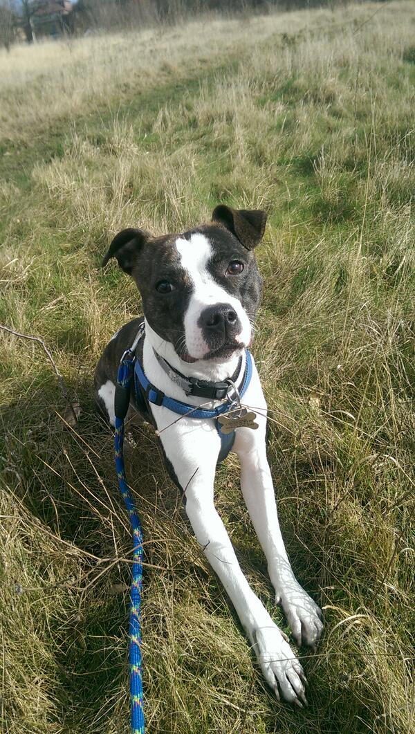 Hayley_Firth's tweet photo. @itvthismorning this is Lola she was a one of three dogs I had fosters, she's now in a lovely home on a farm http://t.co/csjUt1LCWm