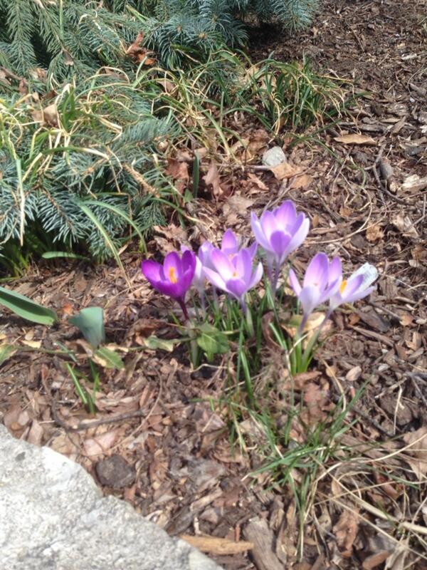danmart38354643's tweet photo. Spring is here! http://t.co/BZ64p67SEe