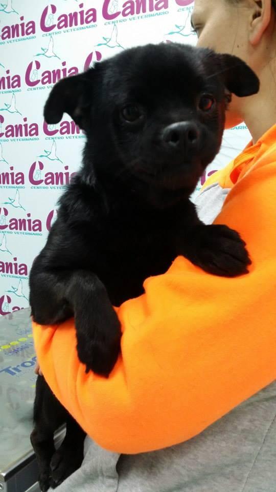 Canary Animal Rescue tweet media