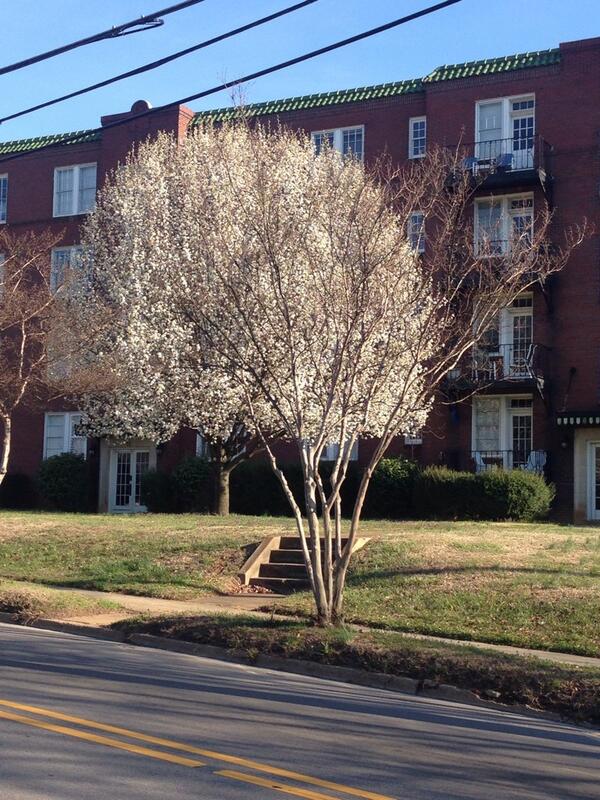 Morgieeeeeee's tweet image. I didn't know leaves grew back this fast. It literally happened over night... #firstspring #whaaaat #nofilter