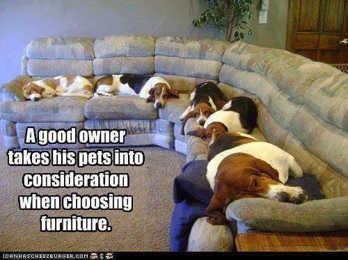 drharvey's tweet photo. Look familiar? Are you a good pet parent? #LovingOurPets http://t.co/3ASzJtVd8j
