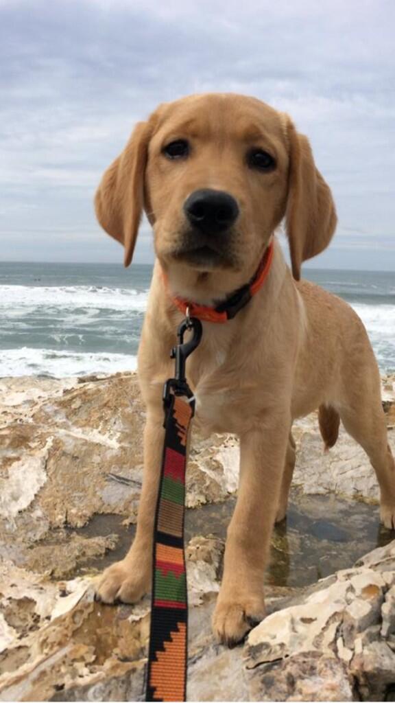 NorCal66's tweet photo. @FOX40beth Happy Puppy Day!! My name is "Hope" I'm a 15 week old yellow lab ;) http://t.co/UwBj7tONZc