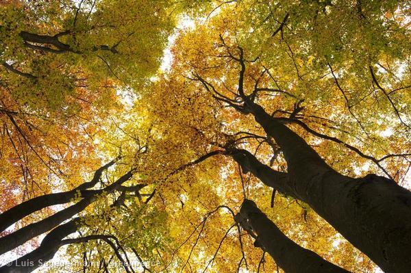#FunFact: 30% of our CO2 emissions are absorbed by forests! #StandForForests #InternationalForestDay #ForestDay