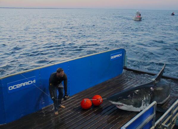OCEARCH's tweet photo. .@Velvet_Onion Here's a picture of Mary Lee's tag &amp; release on #ExpeditionCapeCod (9/16/2012). http://t.co/PCOVpNkFuj