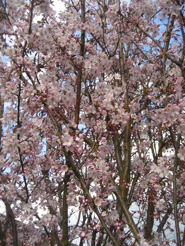 heather1917's tweet image. Cherry Coloured Funk. youtube.com/watch?v=WybSSa…  #spring #chestergreen #derby