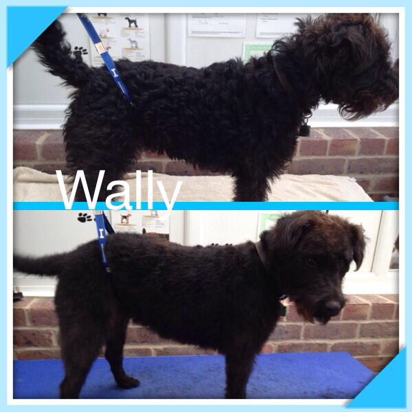 Woofy_tails's tweet photo. Wally the Patterdale 🐶🐾 http://t.co/MOaunGUZGP