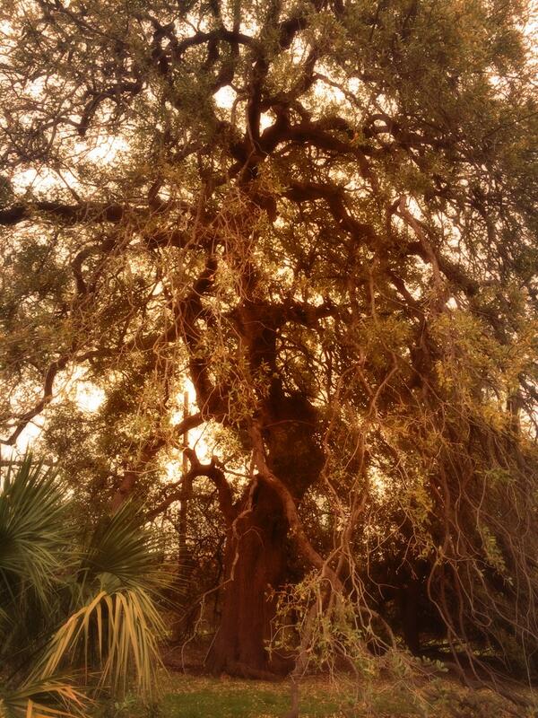Treaty Oak Tree 500+ yrs old. A reminder of our insignificance compared to nature #behumble #impermanence #buddhism