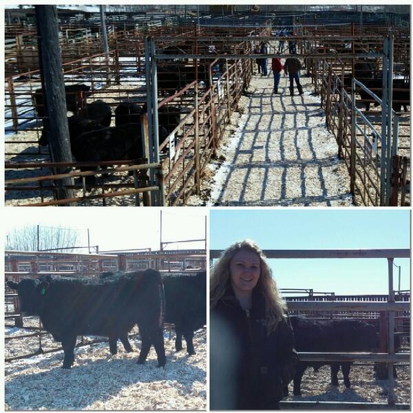 LaceyDemmans's tweet photo. Sale day in Meadow Lake! #nessetlakeangus http://t.co/oOi3ntBAk7