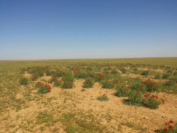 Geographic_Info's tweet photo. صورة لـ ورد المنطقة الغربية من العراق في ربيع العام الحالي 

حتى لو زرع من قبل البشر ليس هكذا http://t.co/Ua38J4ztVF
