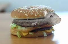ContenuSensible's tweet photo. Bon app' #ContenuSensibleOuPas http://t.co/eCQSUvhKj5