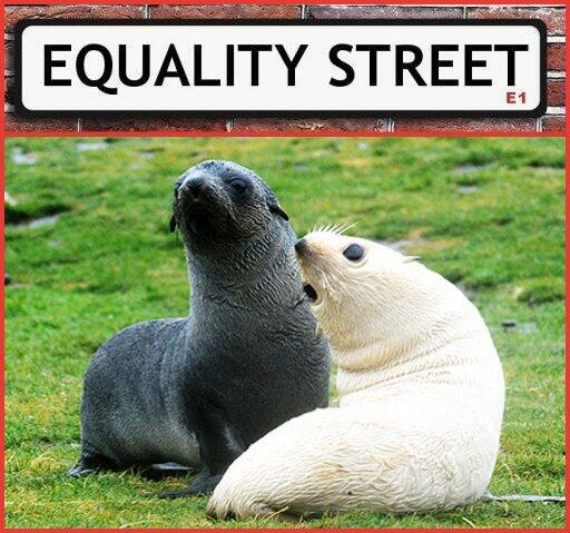 RickyPromotion's tweet image. #EqualityStreet #Seals