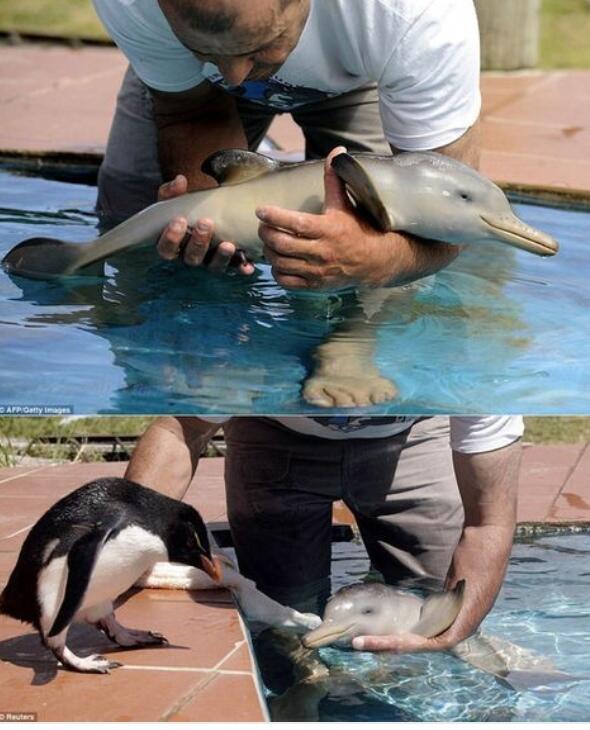 AlwaysAnimal's tweet image. Can it come live in my pool?!?!