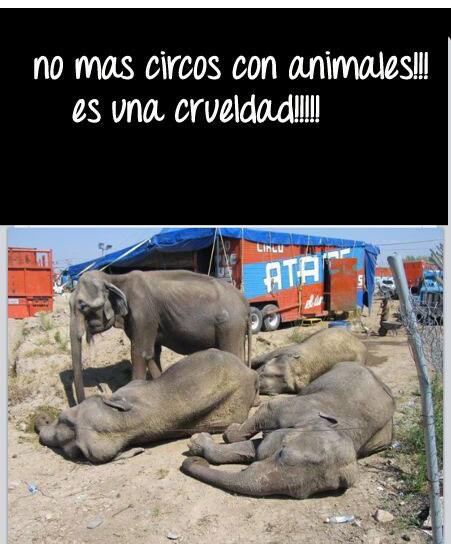 ADEZLV's tweet image. NO MAS CIRCOS CON ANIMALES!!!!! @BorisSlp